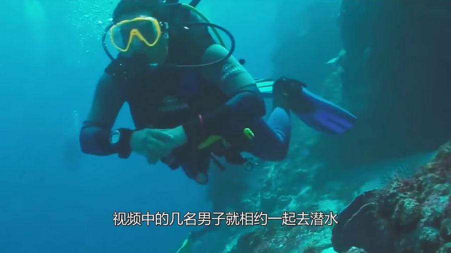 动物帮帮忙保卫家园